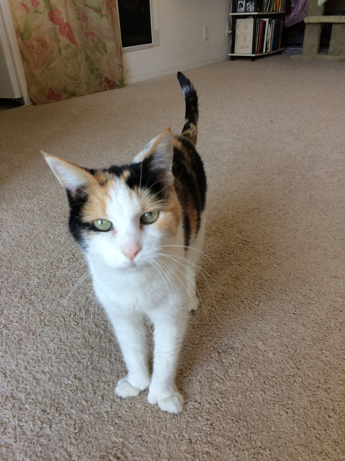 The Story Of Peaches, The Enchanting Calico Cat
